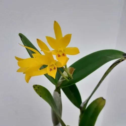 Orquídea Cattleya Aurantiaca