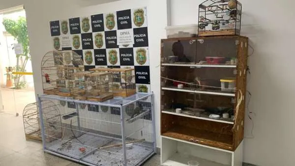Animais apreendidos estavam em gaiolas