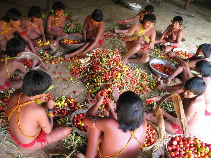 Preparando a pupunha para festa, aldeia Demini, Terra Indígena Yanomami, Amazonas