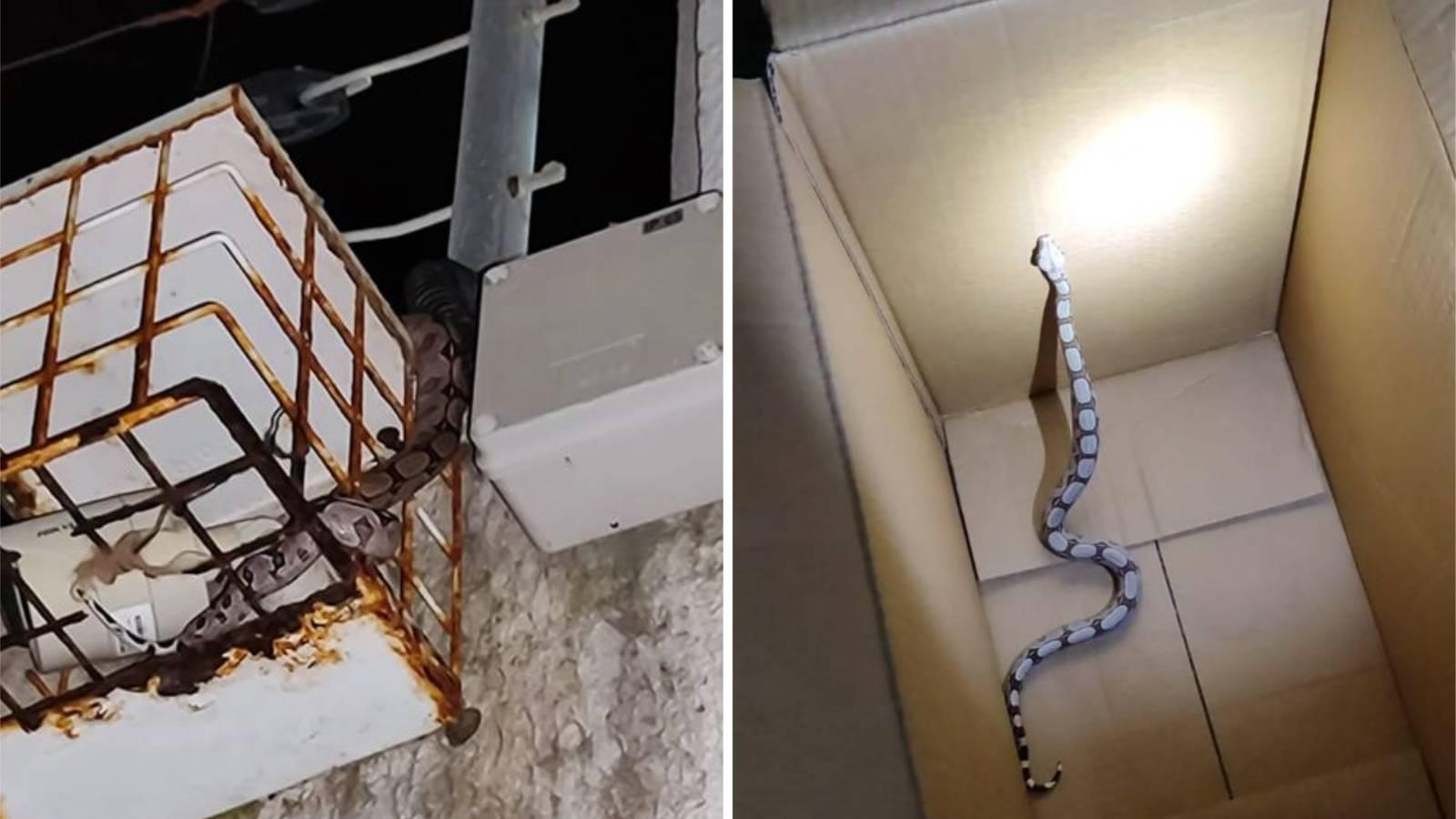 Cobra capturada por moradores de condomínio de Fortaleza em 25 de fevereiro de 2023