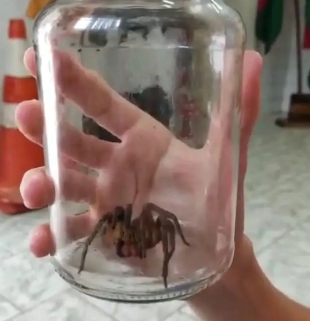 Aranha-armadeira tem veneno letal
