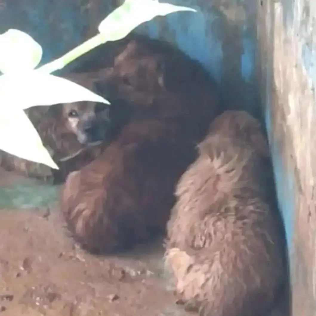 Cachorros estavam sem ração e com fezes espalhadas por todo local