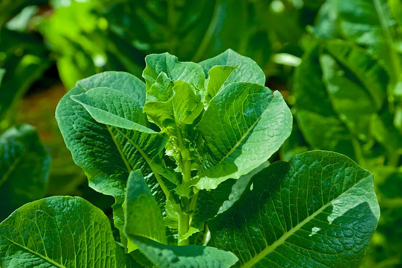 Chicória é um alimento pouco calórico