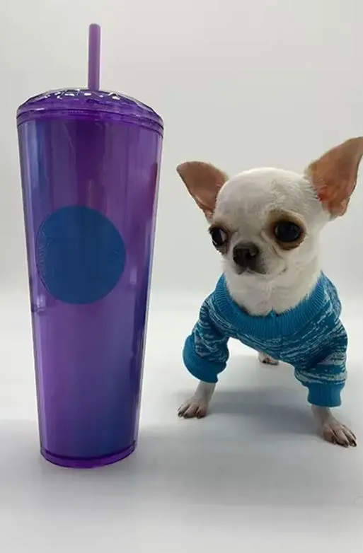 Chihuahua é mais baixa que um palito de picolé, assim como de um copo de bebida