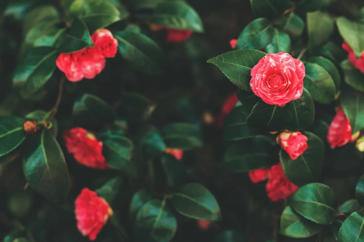 A espécie é pouco cultivada no Ceará devido à dificuldade em obter a floração