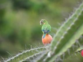 Caatinga biodiversidade