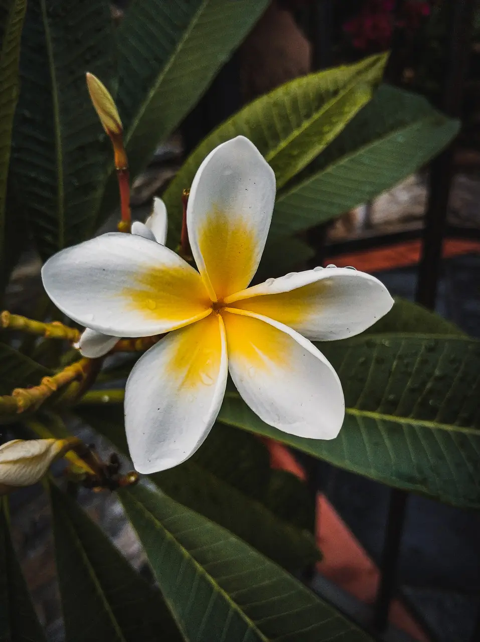 A flor da jasmim-manga branca tem no seu centro a tonalidade amarela