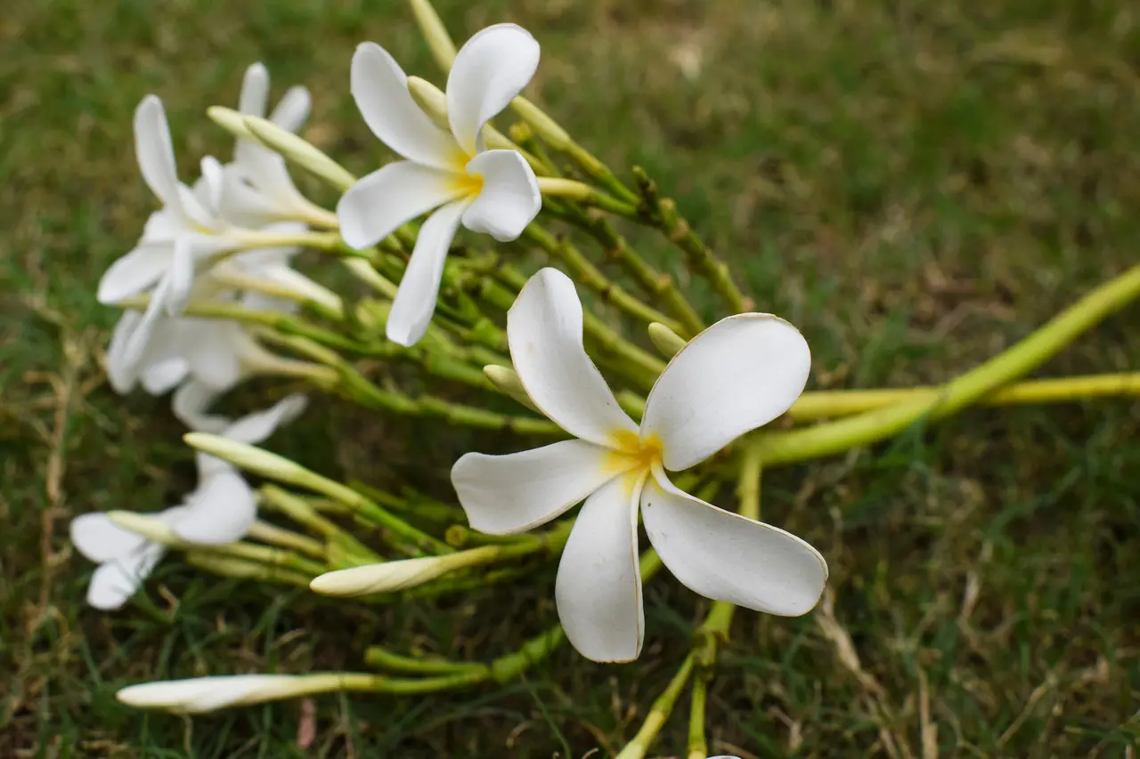 A jasmim-manga cresce 24 a 60 centímetros por ano, contanto que haja abundância de sol e umidade