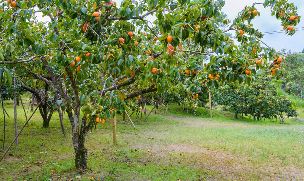 Caquizeiro em um campo