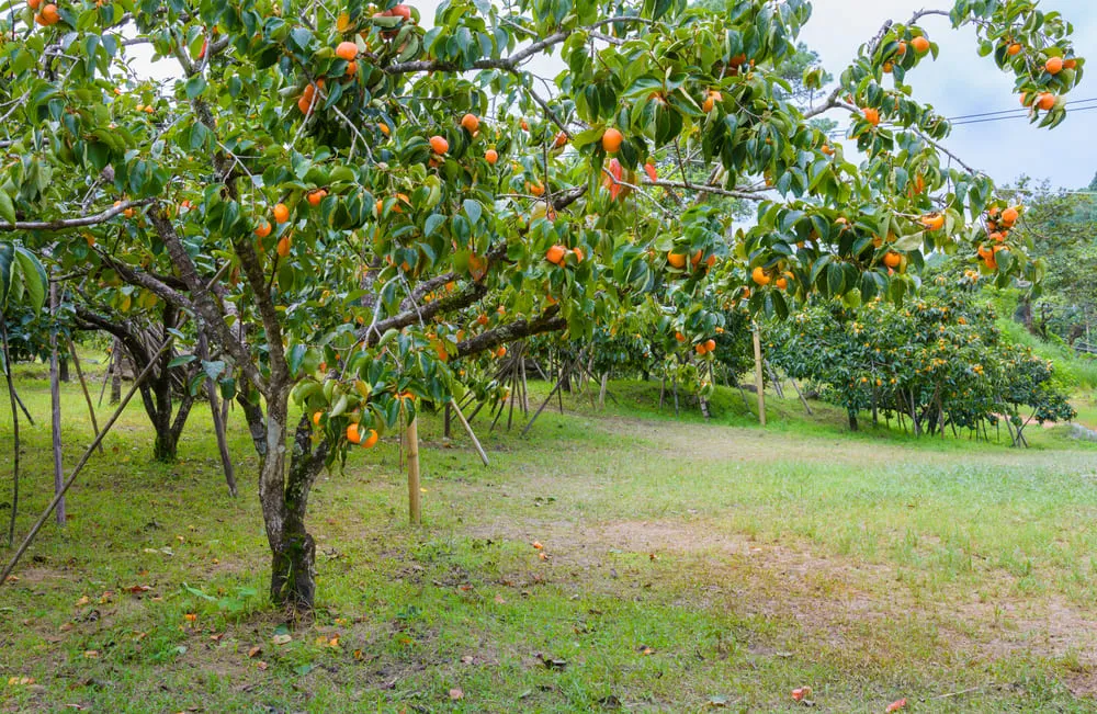 Caquizeiro deve ser plantado em área espaçosa