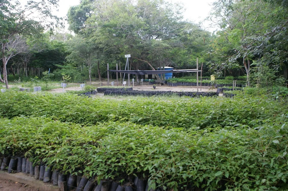 O gestor do Parque Botânico deverá ser reconduzido