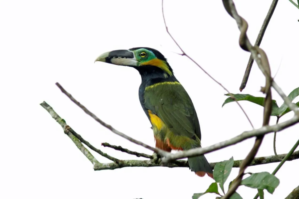 Tucaninho-de-baturité é uma das espécies também presentes na reserva
