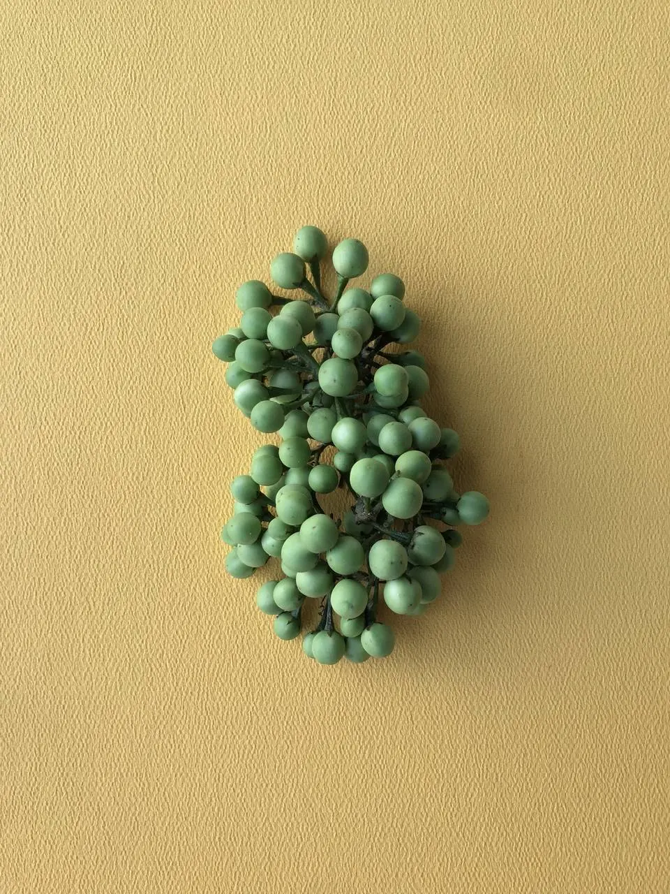 O suco pode ser feito a partir das raízes e dos frutos da planta de jurubeba