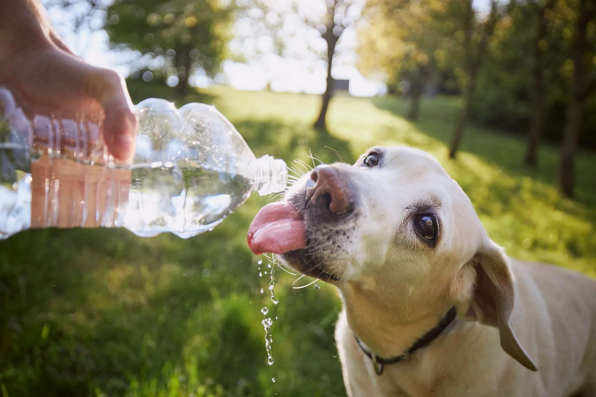 Cachorro bebendo água