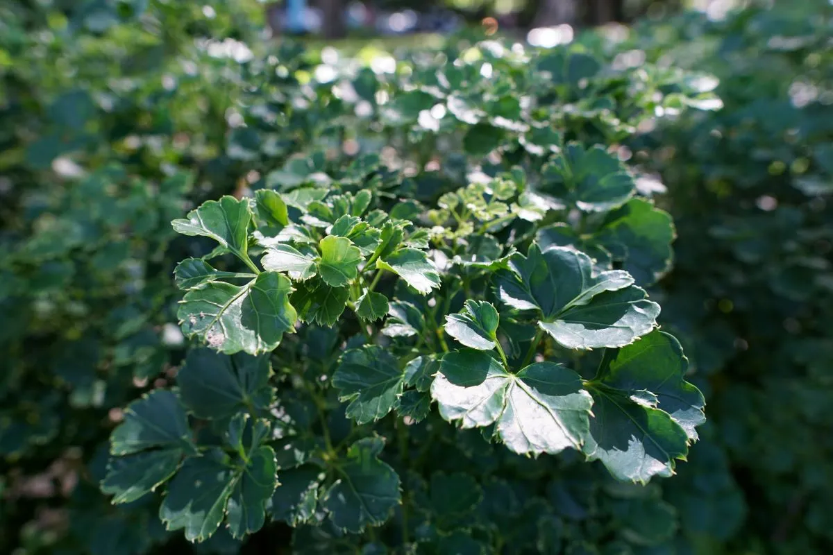 A plantação da árvore da felicidade é feita por cultivo a meia-sombra