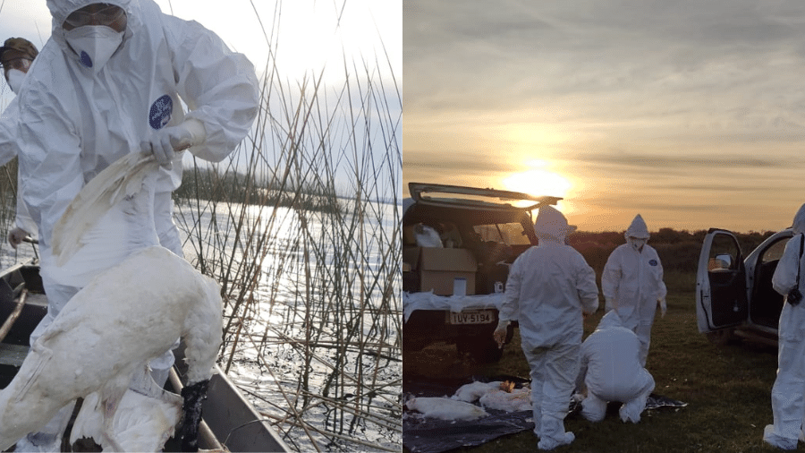 Funcionários da Estação Ecológica do Taim recolhem cisnes encontrados mortos em lago da reserva ambiental, no Rio Grande do Sul
