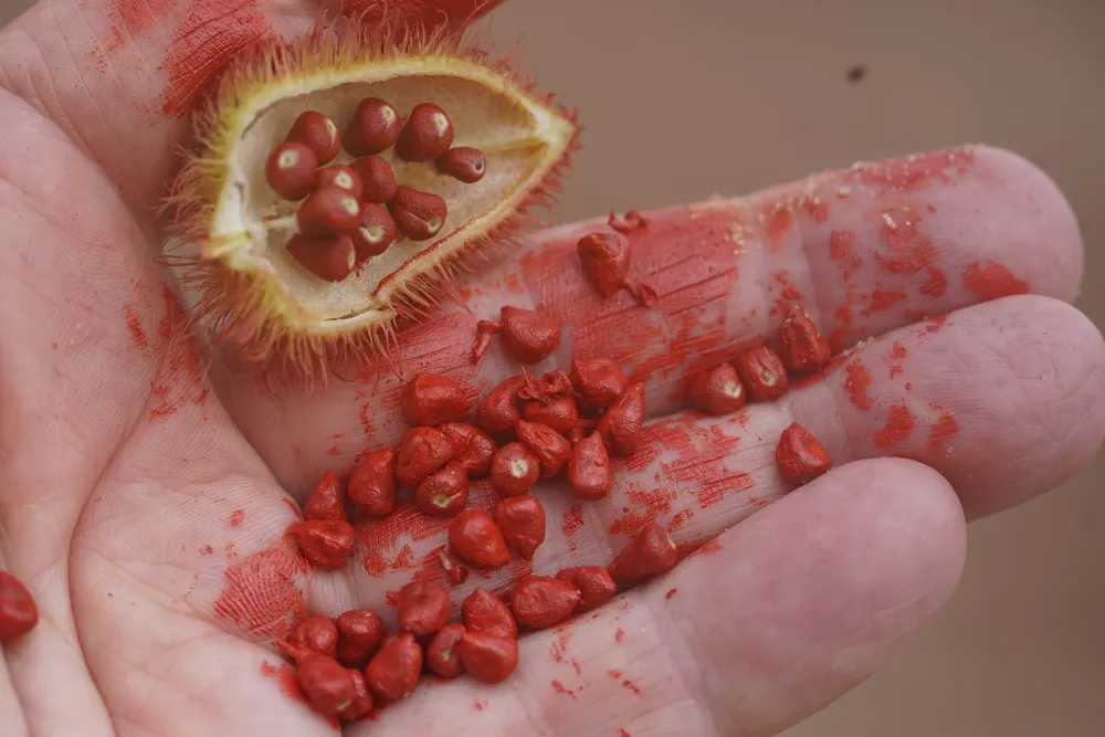 Pigmento extraído das sementes de urucum é um importante elemento cultural para os povos indígenas
