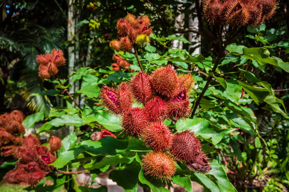 Urucum em um urucuzeiro