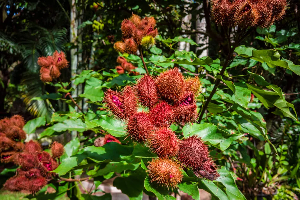 Apesar de ser um vegetal amazônico, o urucum pode ser cultivado em várias regiões do país