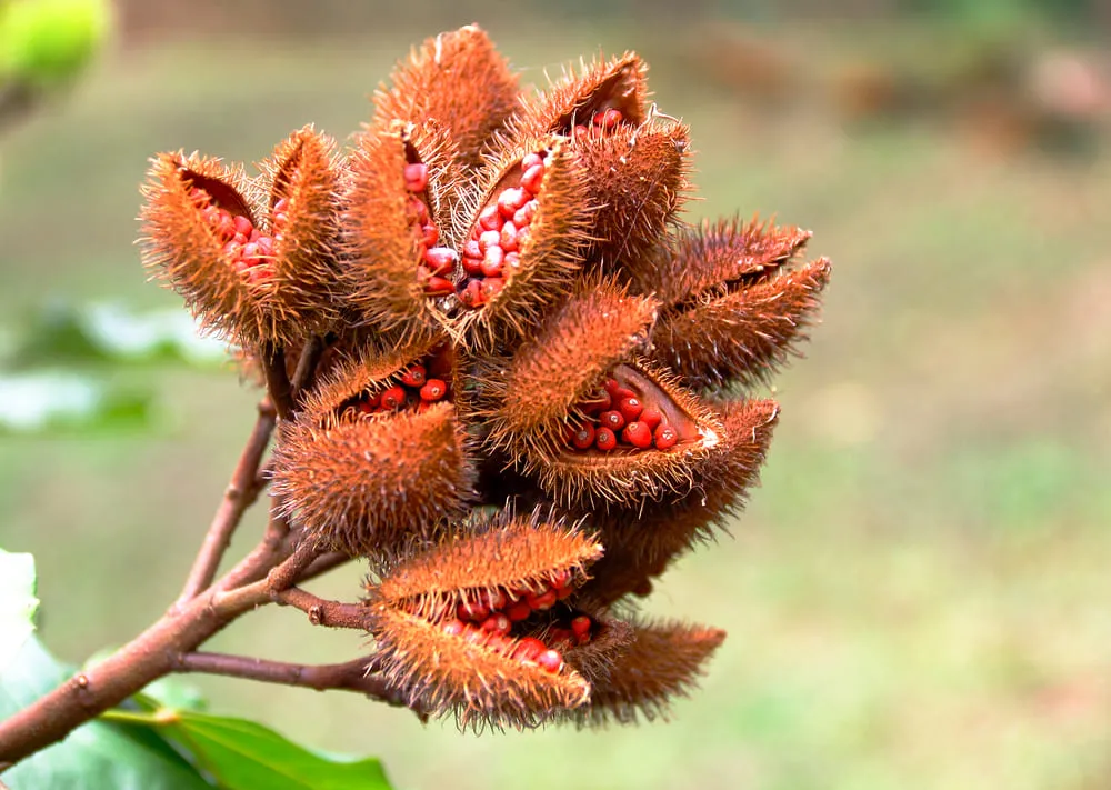 Planta é muito conhecida por suas sementes avermelhadas, que dão origem ao colorau
