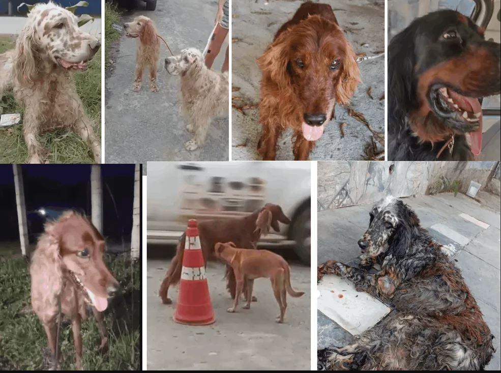 Cachorros de Jeff Machado foram encontrados no início de fevereiro