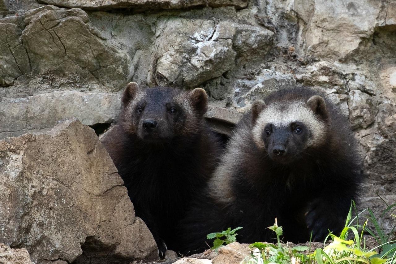 Dois filhotes de wolverine (Gulo gulo) observam em seu recinto antes da reabertura do zoológico do domínio Caves of Han, em Han-sur-Lesse, em 19 de maio de 2020