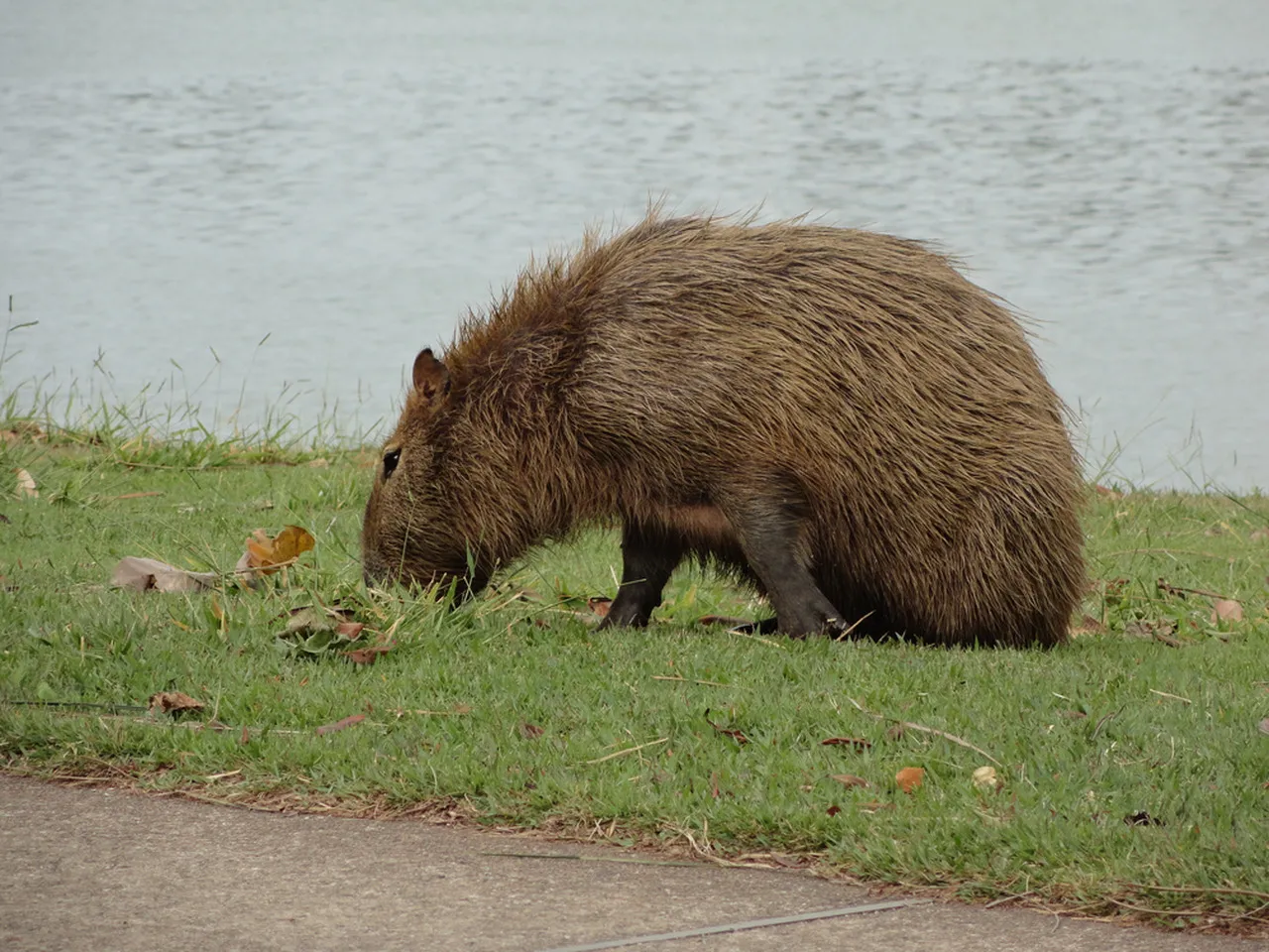 Animais como bois e capivaras, por exemplo, podem ser vetores da doença