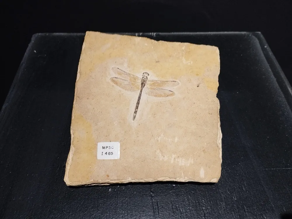 Fóssil foi identificado cientificamente como Cordulagomphus fenestratus