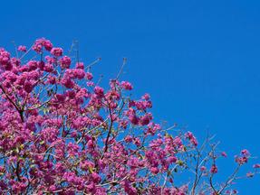 O ipê-roxo é uma árvore encontrada geralmente na América do Sul