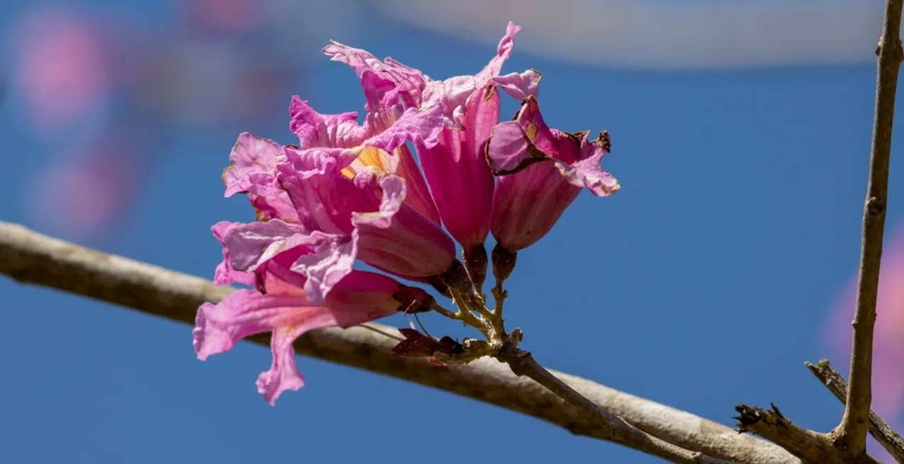 A planta Ipê-roxo faz parte da família Bignoniaceae