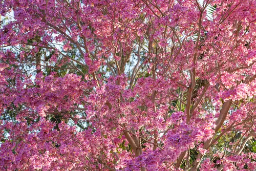 Ipê-roxo é indicado para primordialmente para infecções dérmicas, limpeza e a desinfecção de feridas, queimaduras, ulcerações dérmicas, dermatomicoses (candidíase) e inflamações osteoarticulares