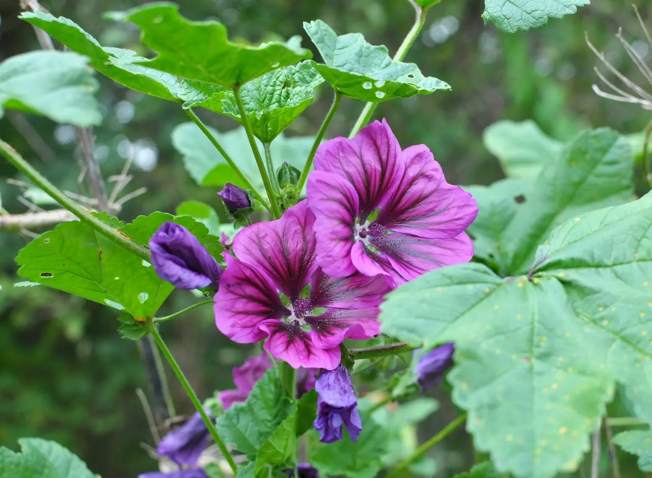Malva sylvestris