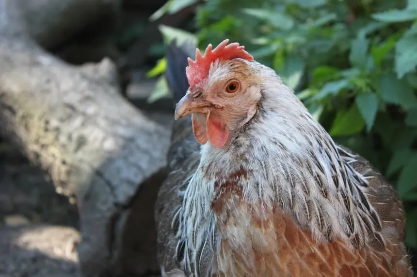 Realização de exposições, torneios, feiras e demais eventos com aglomeração de aves continua suspensa em todo território catarinense e nacional