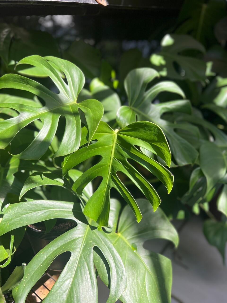 Costela de Adão é uma planta resistente