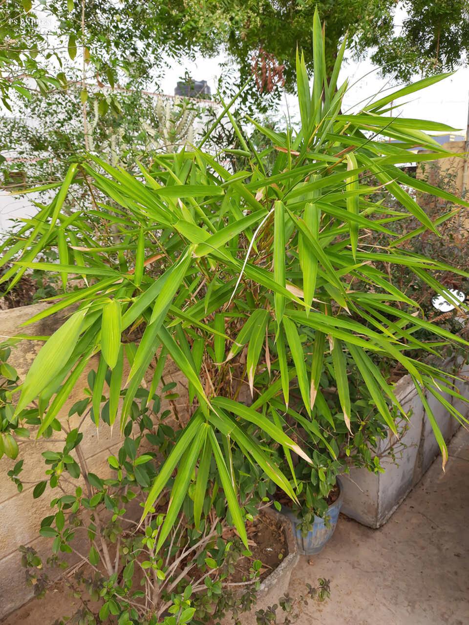 Bambu da Sorte precisa de muita luminosidade