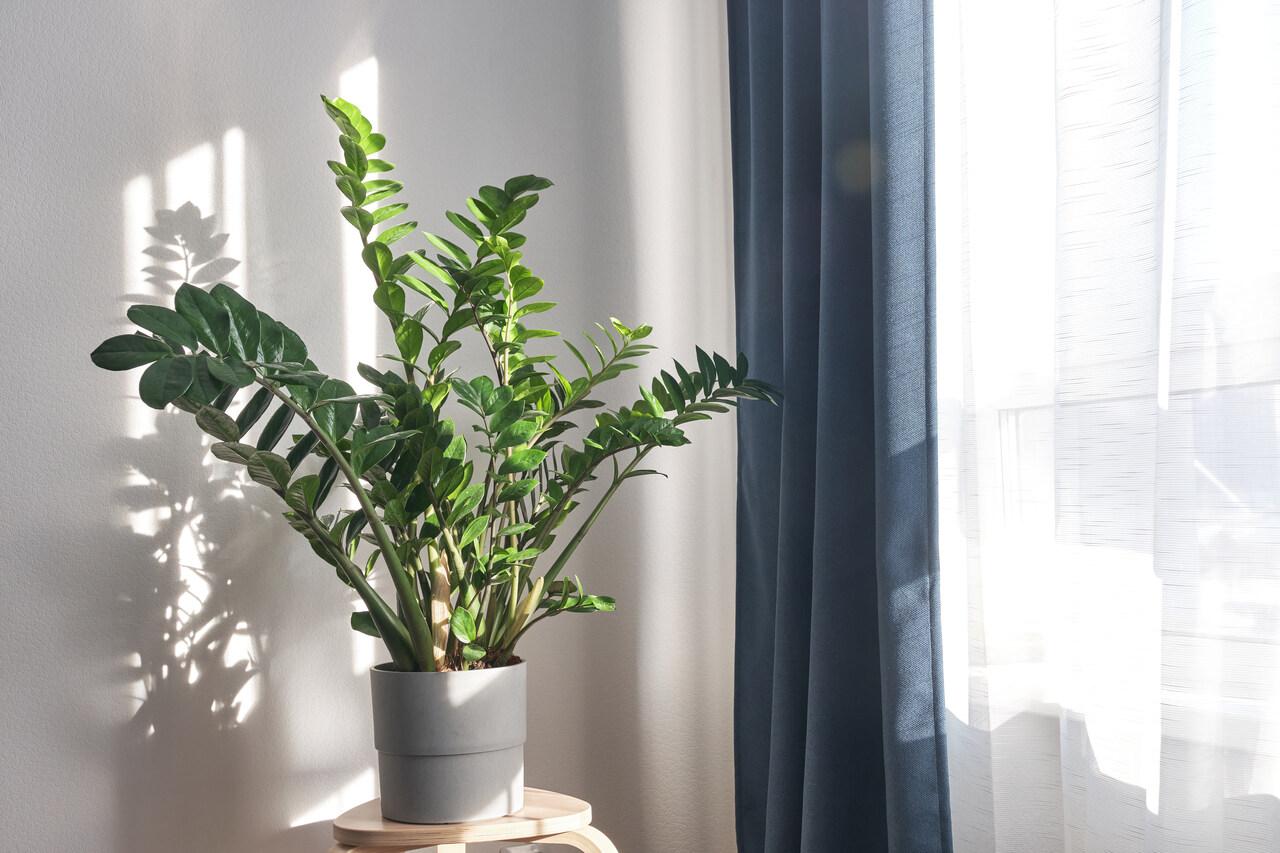 Zamia são plantas que exigem pouca luz