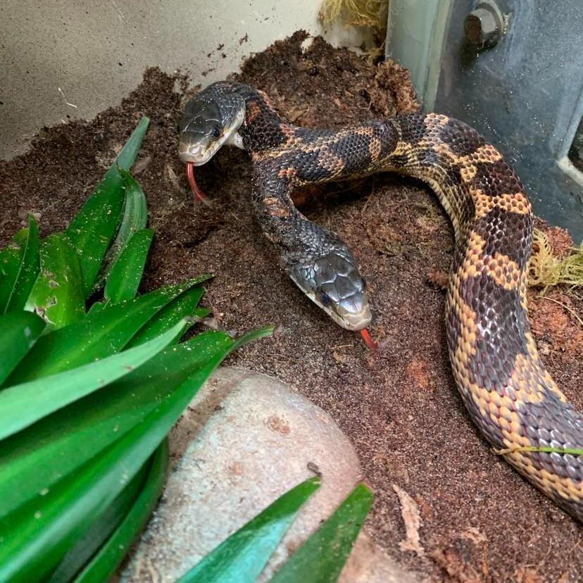 Cobra duas cabeças