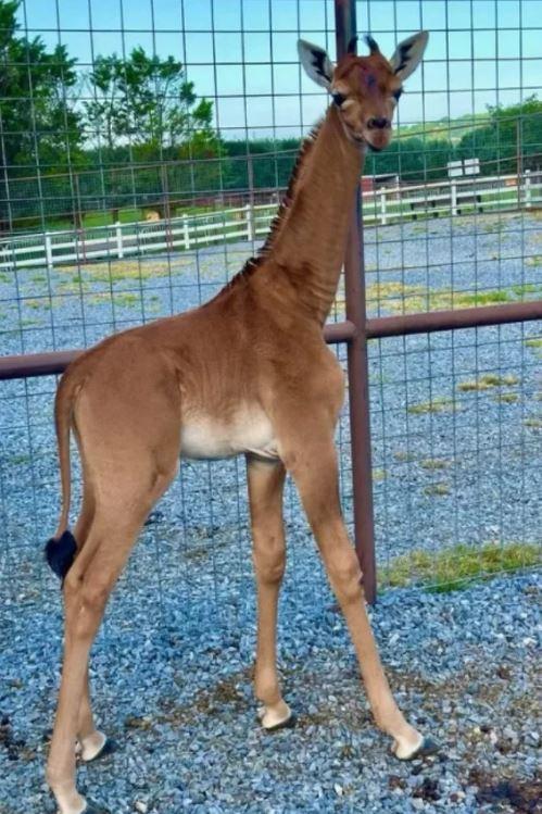 girafa sem manchas em zoológico dos EUA