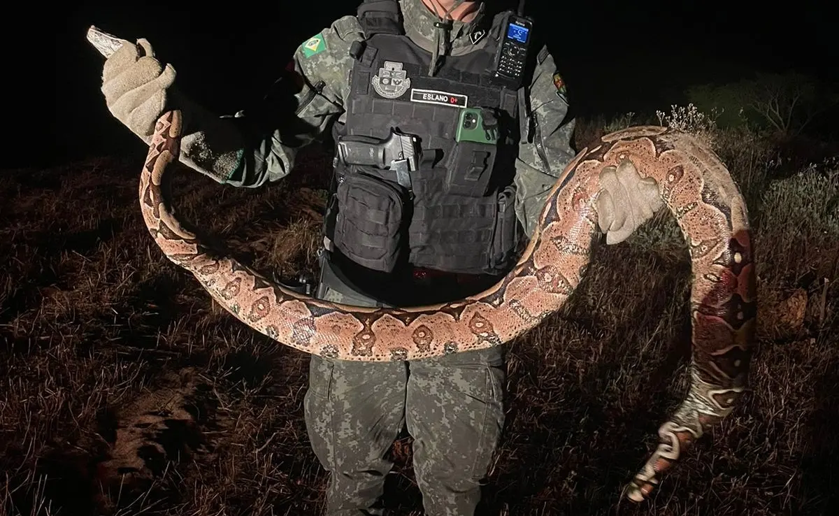 Jiboia é encontrada em residência do bairro Lagoa Redonda