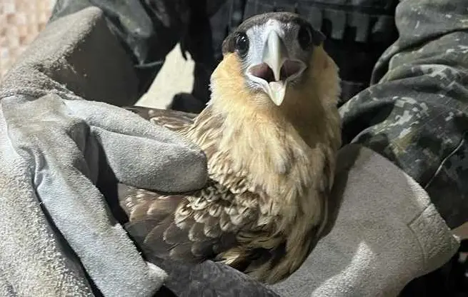 Carcará fica preso em residência do bairro Serrinha