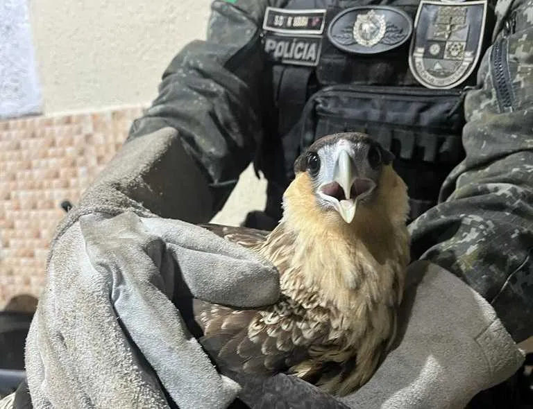 Ave acabou ficando presa em residência do bairro Serrinha