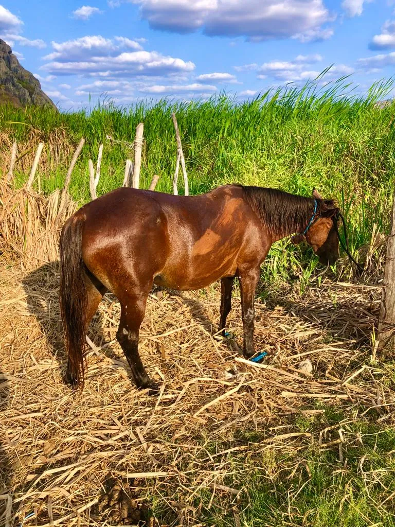 Animal deve ser encaminhado para uma ONG de Maracanaú