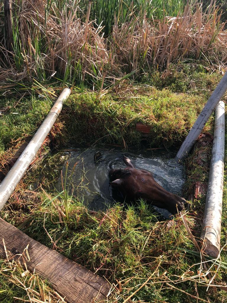 Égua com sinais de maus-tratos é resgatada por bombeiros em cacimba de Quixadá, no Interior do Ceará