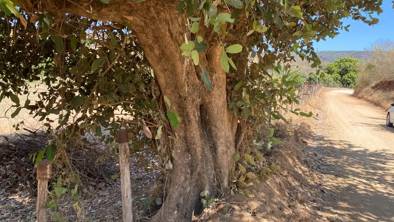 Duas primas e amiga morrem em colisão de moto em árvore no Interior do Ceará