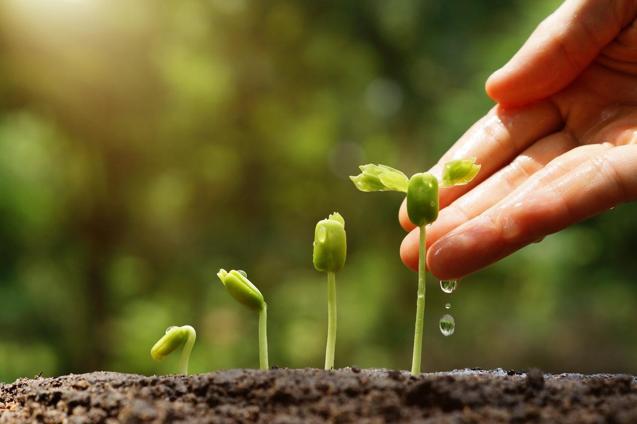 Hoje em dia é fácil encontrar fertilizantes especiais destinados ao cultivo hidropônico