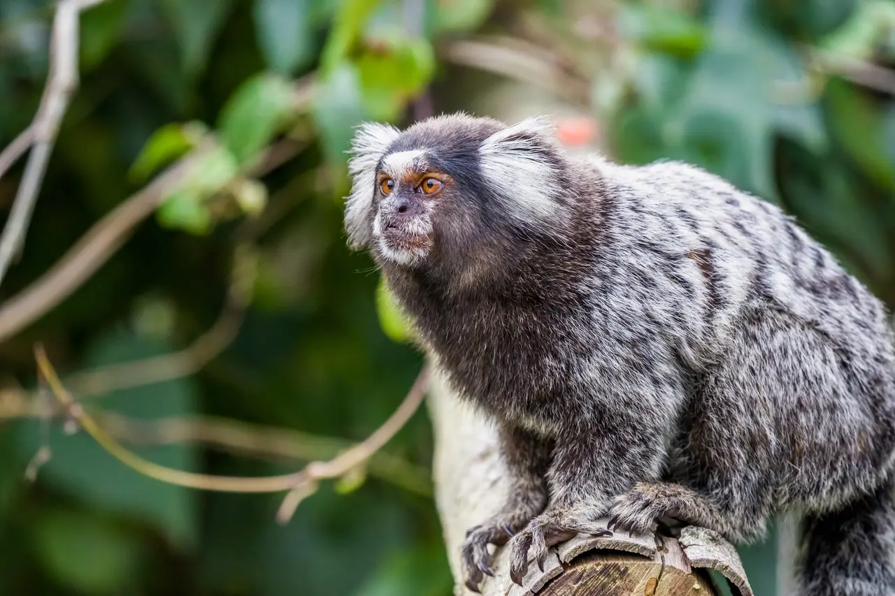 Sagui-de-tufo-branco, típico da região Nordeste do Brasil. Pesquisa identifica variantes da raiva encontrados no sagui-de-tufo-branco em morcegos, no Ceará