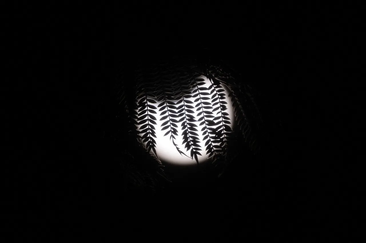 As folhas das árvores são recortadas pela lua cruzando em frente ao sol durante o eclipse solar anular, em Tijuana, no México