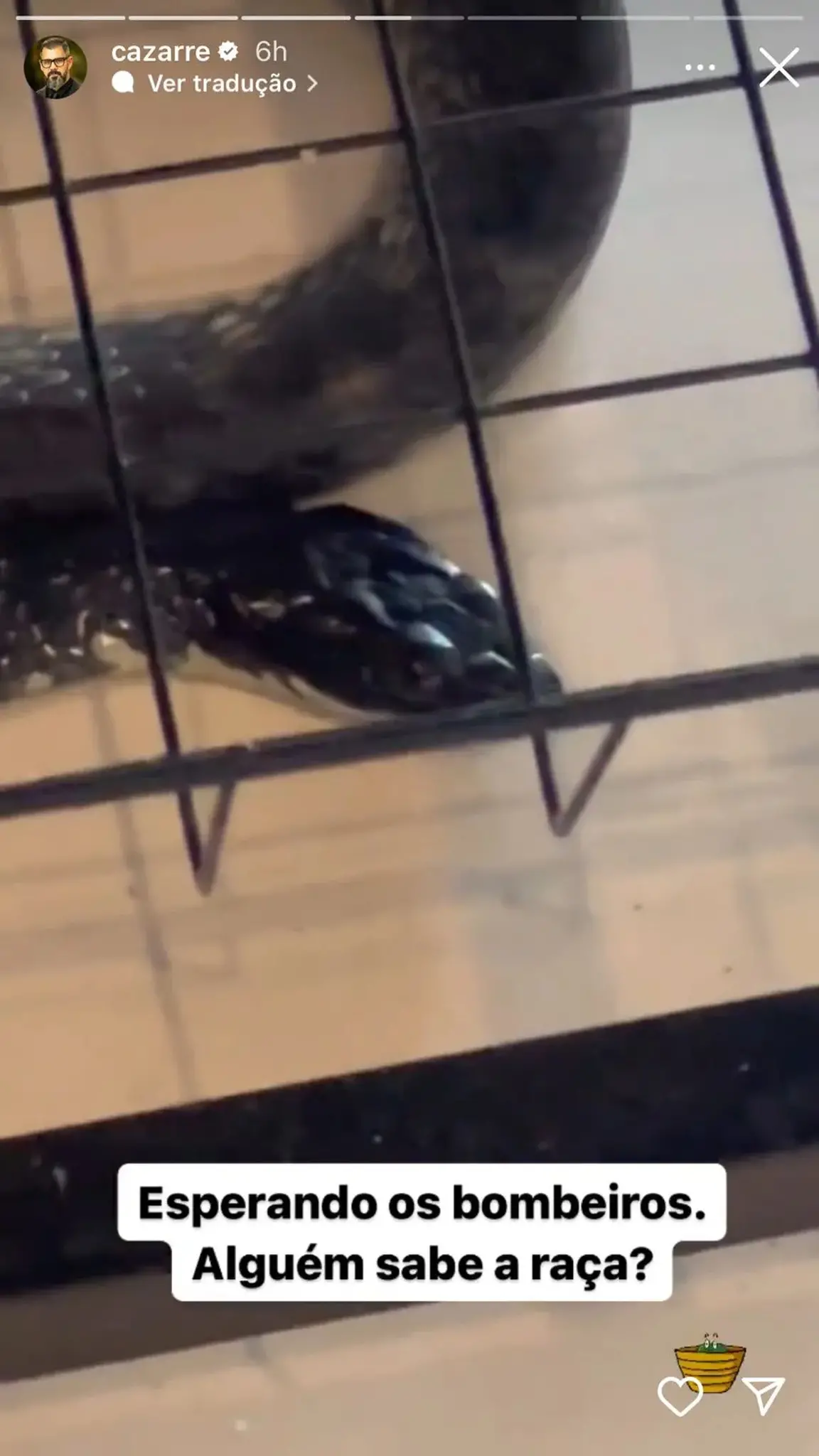 Cobra encontrada na casa de Juliano Cazarré