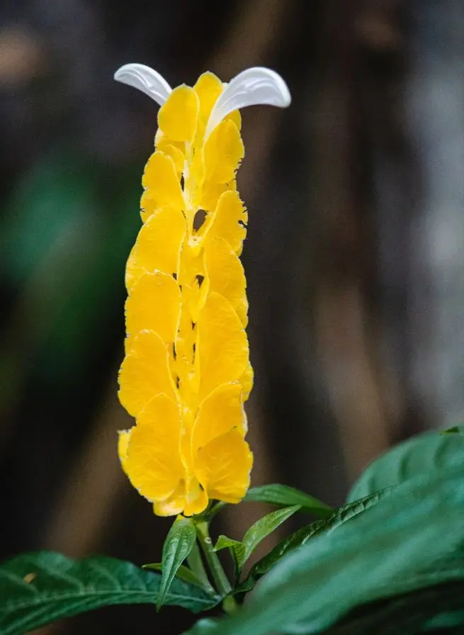 planta camarão-amarelo