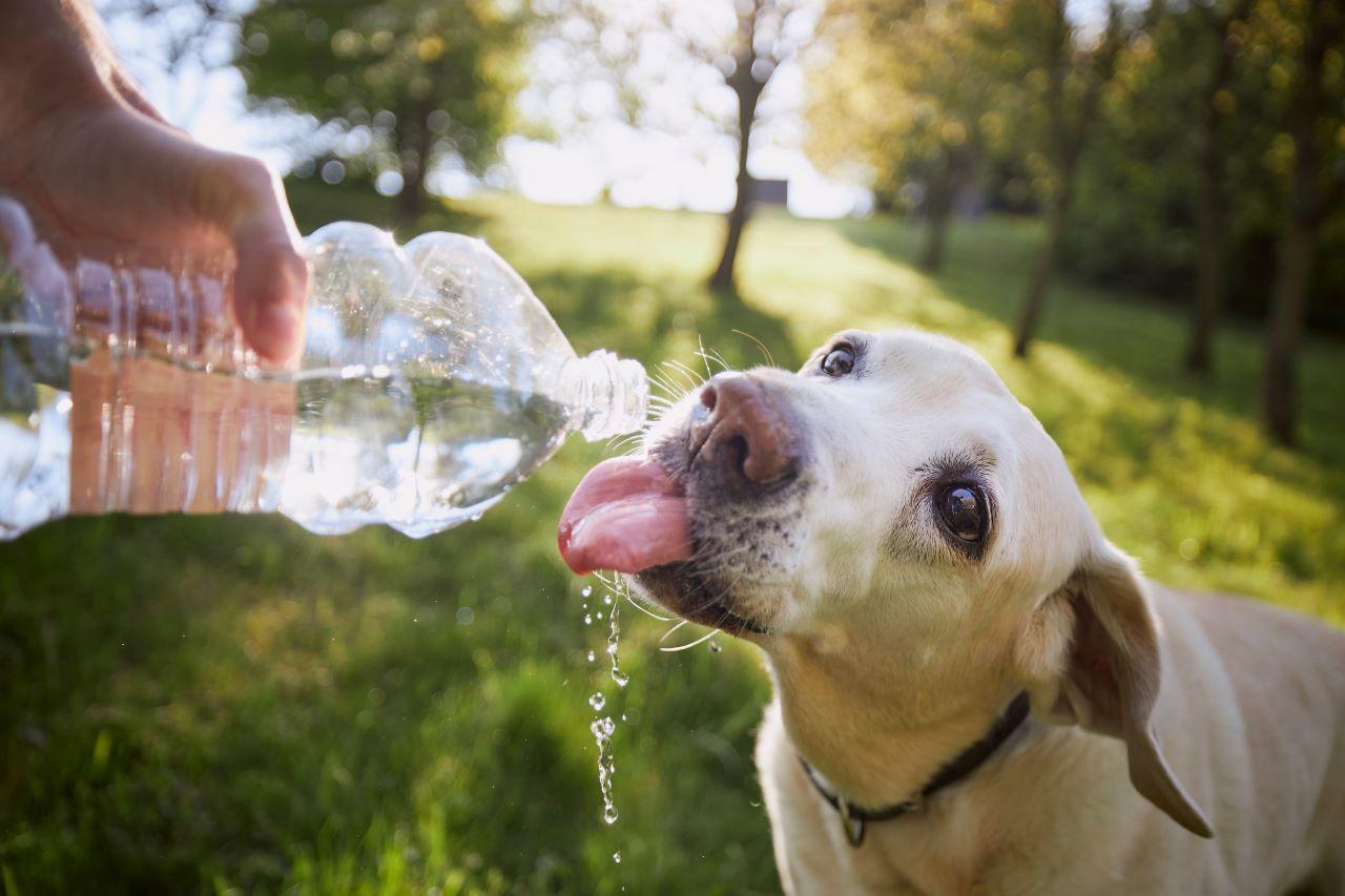 cachorro bebendo água em garrafa plástica